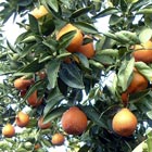カリフォルニア産完熟ミネオラオレンジ