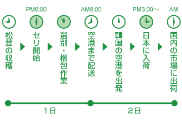 松茸の収穫から出荷まで